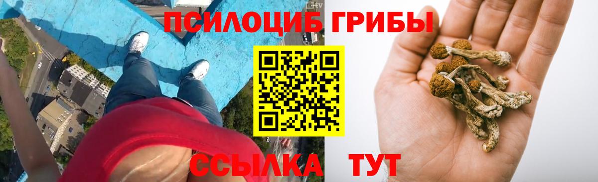 Псилоцибиновые грибы Psilocybine cubensis Прохладный